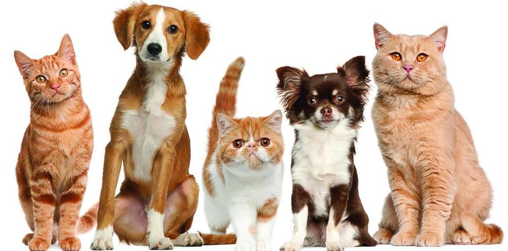 Доска объявлений о животных | ЗооТом - продажа, вязка и услуги для животных в Городище