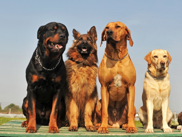 Крупные породы собак в Городище | ЗооТом портал о животных