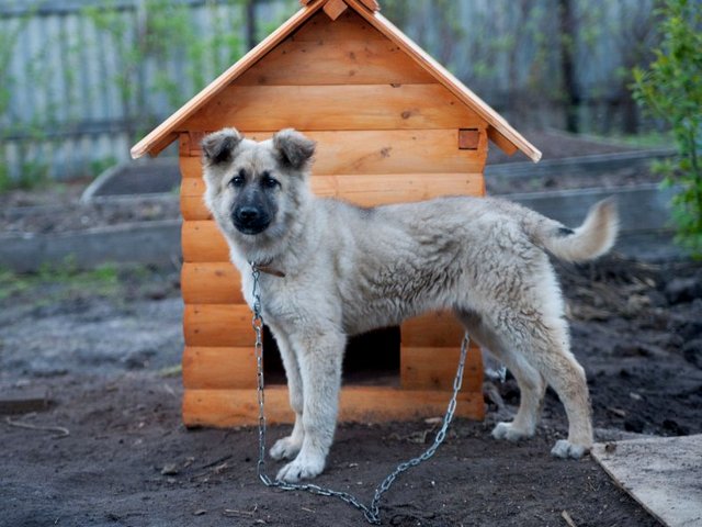 Все о собаках в Городище